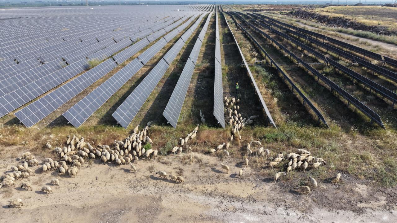 IC Enterra’dan "Güneş Otlatma" ile doğal arazi yönetimi