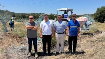 Zeytinler büyüyor Milas kazanıyor